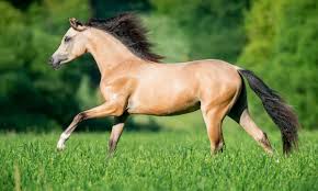 Buckskin is a hair coat color of horses, referring to a color that resembles certain shades of tanned deerskin. Buckskin