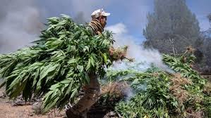 El senado de méxico ha aprobado este jueves la legalización y despenalización de la marihuana el pasado mes de marzo, el senado ya rechazó una propuesta de legalización de la marihuana, tras lo. Mexico Moves Towards Legalising Cannabis Financial Times