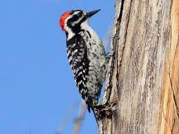 Woodpecker sounds sound effect details: Ladder Backed Woodpecker Sounds All About Birds Cornell Lab Of Ornithology