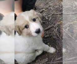Lancaster puppies advertises puppies for sale in pa, as well as ohio, indiana, new york and other states. View Ad Australian Shepherd Great Pyrenees Mix Puppy For Sale Near Kentucky Ewing Usa Adn 135237