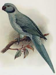 Родригесский ожереловый попугай