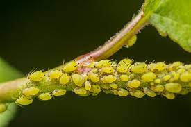 how to identify common houseplant pests