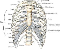 Important clinical anatomy of the head, neck, and back. Bony Thorax Radiology Key