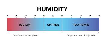 how mold spreads in your home what to