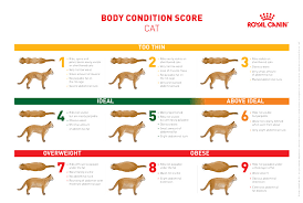 Body Condition Score For Cats Operation Transpawmation At
