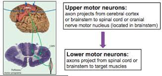 brain stem sc nerves flashcards quizlet
