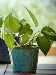 See and discover other items: Common Houseplants That May Be Toxic To Your Pet Humane Society Of Ventura County