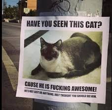 So here is all of the cat memes i did make (◉‿◉) (reddit.com). Cats Are Awesome Missing Cat Poster Cats Cat Memes