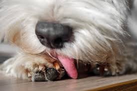 staph infection in dogs causes