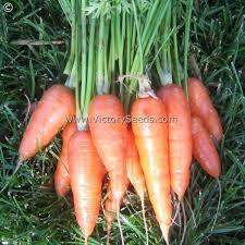 Nantes carrots are also easily adaptable and can grow in almost any type of soil such as clay heavy soils! Nantes Scarlet Carrot Seed Heirloom Open Pollinated Non Hybrid Victory Seeds