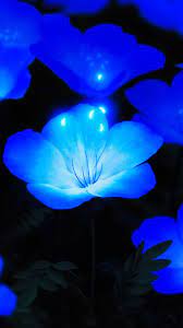 glowing blue flowers wallpapers