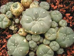 Which cacti are you growing and how do they compare as far as the growing is concerned? Mescaline Ontario Drug Rehabs