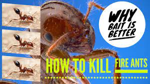 how to treat fire ants like a pro in