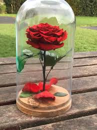 Preserved Enchanted Rose Belle Rose