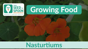 Nasturtiums How To Grow And When To