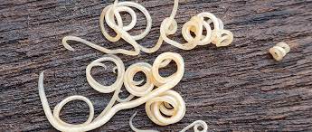 roundworms in dogs diagnosis