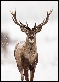 Animal Posters Red Deer Poster