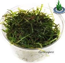 greenpro java moss live freshwater