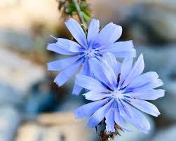 Use them along a walkway, in containers, hanging baskets or the landscape. Wild Chicory Of Ontario On The Shorelines Of Georgian Bay Beautiful Trees To Plant Pretty Plants Wild Plants