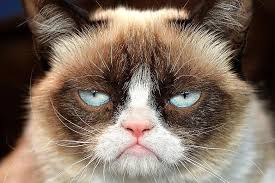 Image result for grumpy cat double your pleasure 
