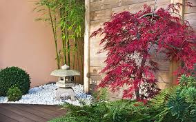How To Grow Acers Or Japanese Maples