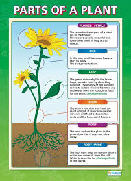 Amazon Com Parts Of A Plant Science Posters Gloss Paper