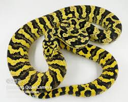 2020 0 1 jungle carpet python progression