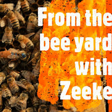 From the bee yard with Zeeke
