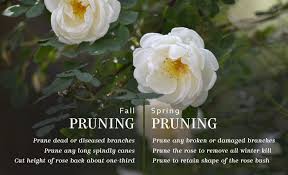 how to prune roses an ultimate guide