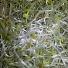 calories in 100 g of alfalfa seeds