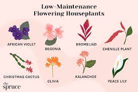 8 easy care flowering houseplants