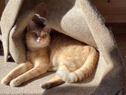 the best ripple rug for your cat to