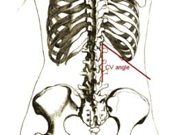There are two kidneys, each about the size of a fist, located on either side of the spine at the lowest level of the rib cage. Costovertebral Angle Tenderness Wikipedia
