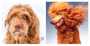 Miniature poodles for adoption, small dog breeds, puppies sale, puppies on sale near me, dogs and puppies, puppies for adoption near. Available Goldendoodle Puppies Maple Hill Doodles Ohio