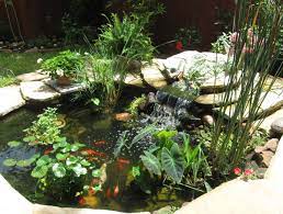 Growing the plant in ponds is quite simple and since the pond ensures a consistent. Pin On Gardens