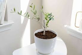 grow and care for olive trees indoors