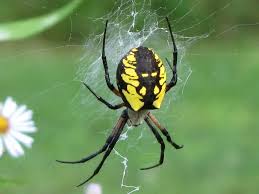 yellow garden spider facts