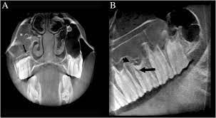 cone beam computed tomography of the