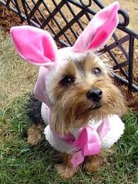 Image result for dogs as easter bunny