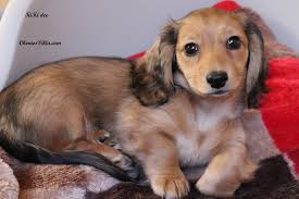 chion miniature dachshund long haired