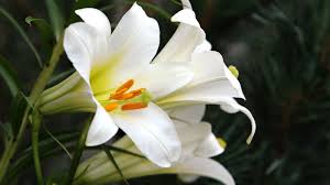 why is my easter lily dying 5 common