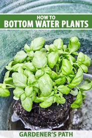 how to bottom water houseplants