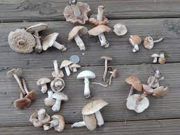 poisonous mushrooms to pets pet