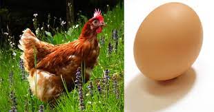 Ovipar sendiri berasal dari kata ovum yang berarti telur. Perkembangbiakan Hewan Dengan Cara Ovipar Vivipar Dan Ovovivipar Berbagi Ilmu Pengetahuan Umum