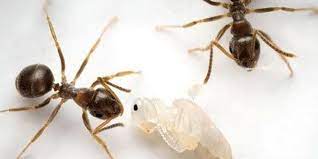infected ants chemically attract