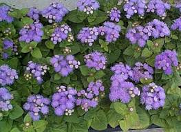 Jun 28, 2020 · these colorful annuals have the potential to keep away bugs like aphids, certain beetles, leafhoppers, and squash bugs. Know More About Flowers That Help To Keep The Bugs Away