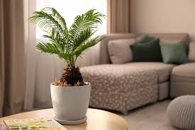 indoor palm tree care 7 essential