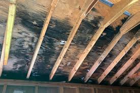 Mold Remediation The Inspection And