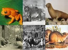 The has led some commentators to believe that it has already become extinct, but experts say it suffered a similar lull in the 1940s and 1960s, only to be spotted again. Which Animal Species Went Extinct In The Year You Were Born Indy100 Indy100