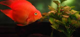 A heartfelt gift for valentine's day, mother's day, anniversaries, thank you's, bridesmaids…the possibilities are endless! Parrotfish Good Or Bad For The Hobby Tfh Magazine